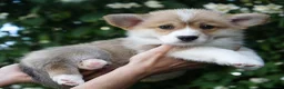Welsh Corgi Pembroke dogs for sale: KC Registered Welsh Corgi (Pembroke) - Advert 1