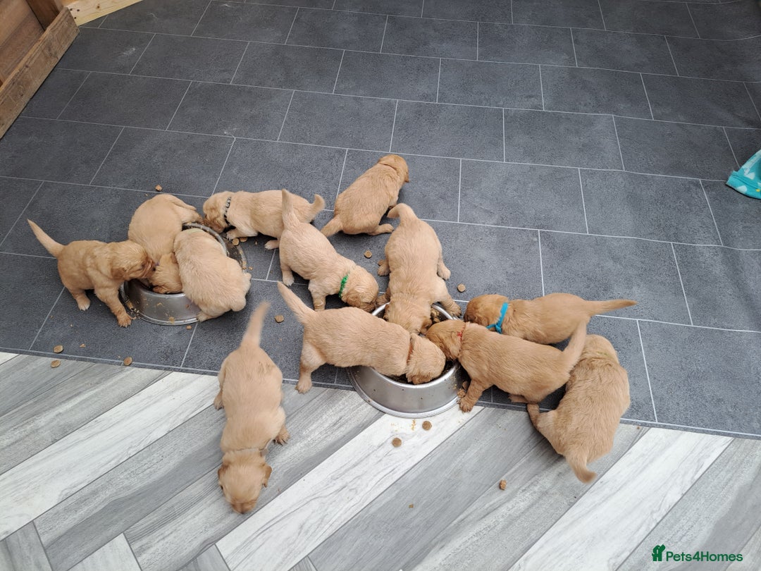 Golden Retriever dogs for sale: Adorable Golden Retriever Puppies for sale - Advert 3