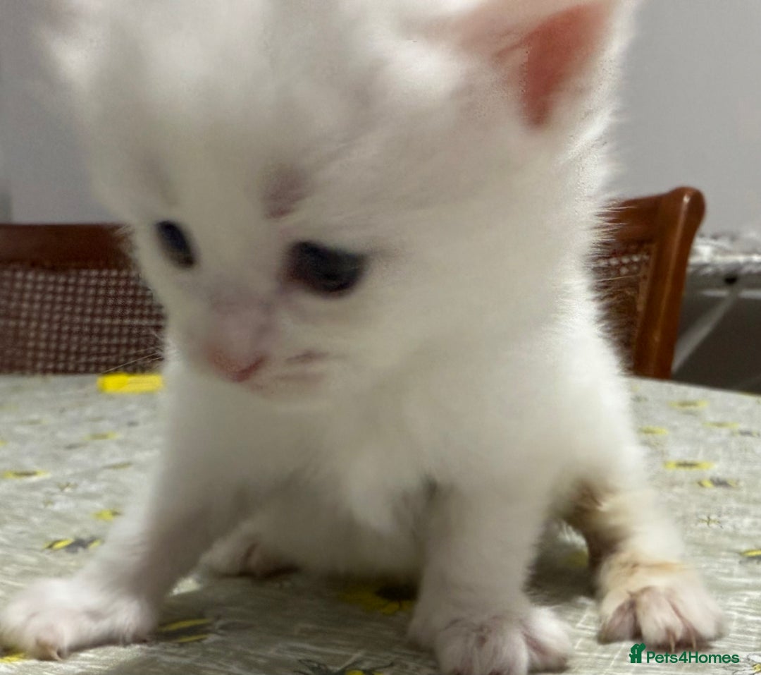 Ragdoll cats for sale: Ragdoll vs tuxedo mix breed 7 kitten for sale  in Hayes - Image 25