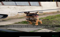 Belgian Shepherd Dog dogs for sale: Belgian Malinois  - Image 1