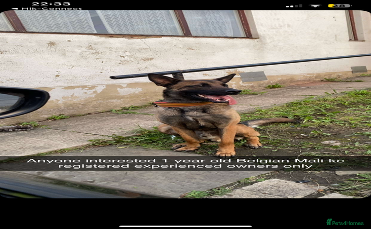 Belgian Shepherd Dog dogs - Advert 1