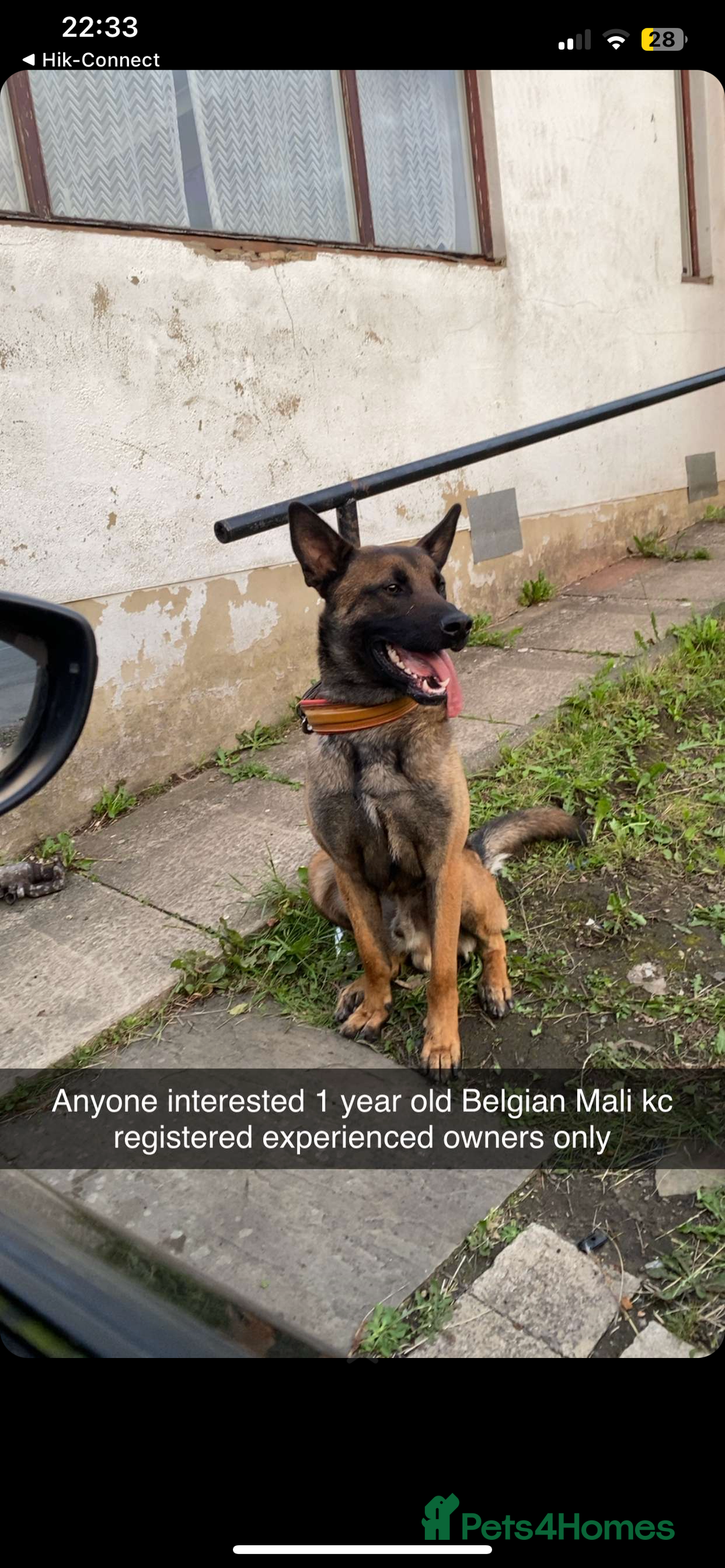 Belgian Shepherd Dog dogs for sale: Belgian Malinois  - Image 1