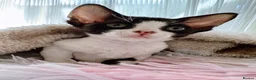 Devon Rex cats for sale: Beautiful Devon Rex kittens ❤️❤️❤️ - Advert 15