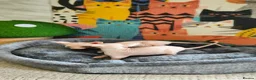 Sphynx cats for sale: Canadian Sphynx Tica registered,Blue eyes. - Advert 9