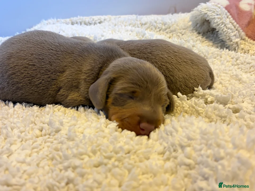 Miniature Dachshund dogs for sale: Smooth Haired Mini Dachshund Pups in Loughborough - Advert 1