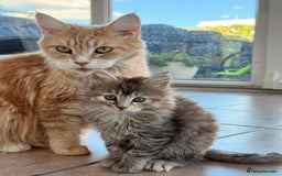 Maine Coon cats for sale: 🐾 Maine Coon Kittens X needing forever home 🐾 - Image 2