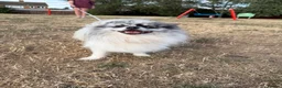 Pomeranian dogs for adoption: Pomeranian teenager that needs love and routine - Advert 4