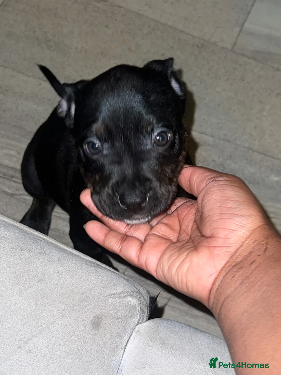 Mixed Breed dogs for sale: Boy pups ready to go  in London - Advert 2