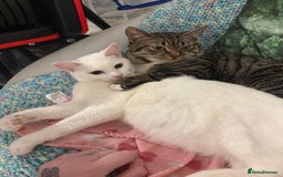 Mixed Breed cats for sale: Snowy and pip🩵💕 - Image 15
