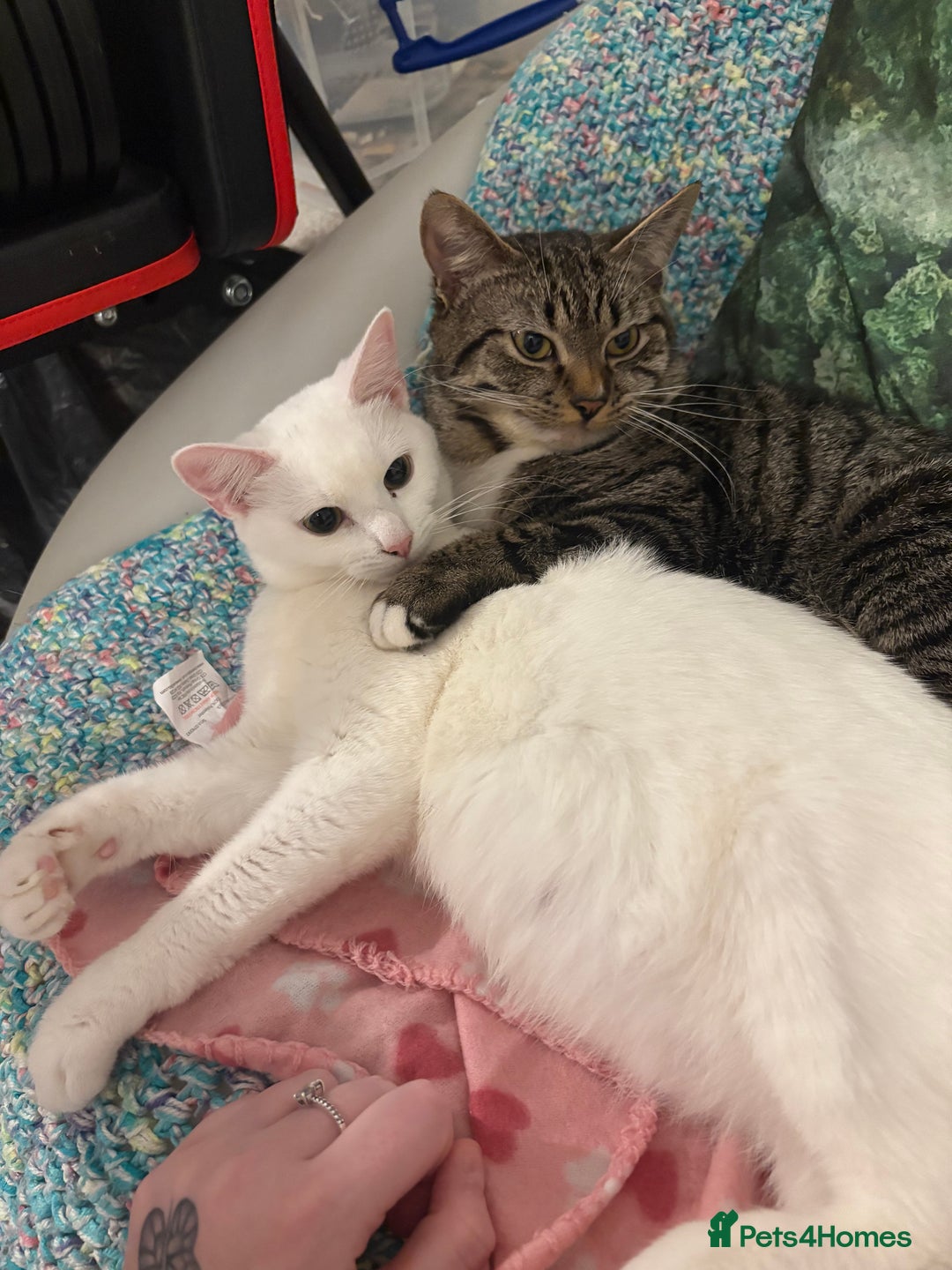 Mixed Breed cats for sale: Snowy and pip🩵💕 - Image 15