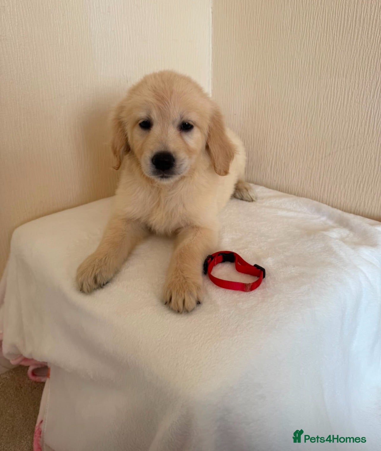 Golden Retriever dogs Golden retriever puppues - Advert 1