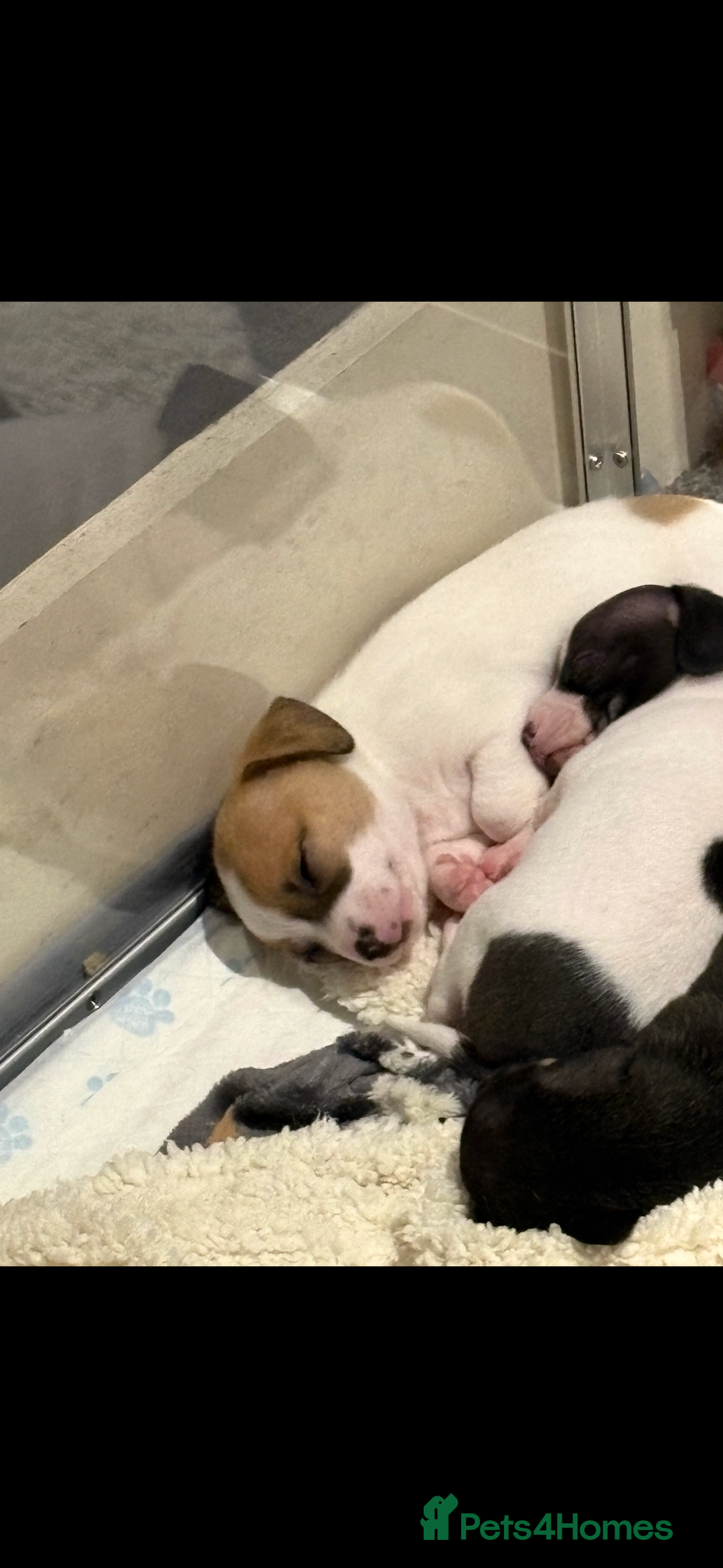 Mixed Breed dogs for sale: Gorgeous cute playful puppies - Advert 5