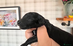 Australian Labradoodle dogs for sale: Home raised, DNA tested, Australian Labradoodles - Image 22