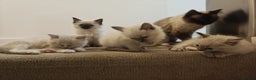 Ragdoll cats for sale: Pure bred Blue- Mitted Seal Point ragdoll kittens  - Advert 2