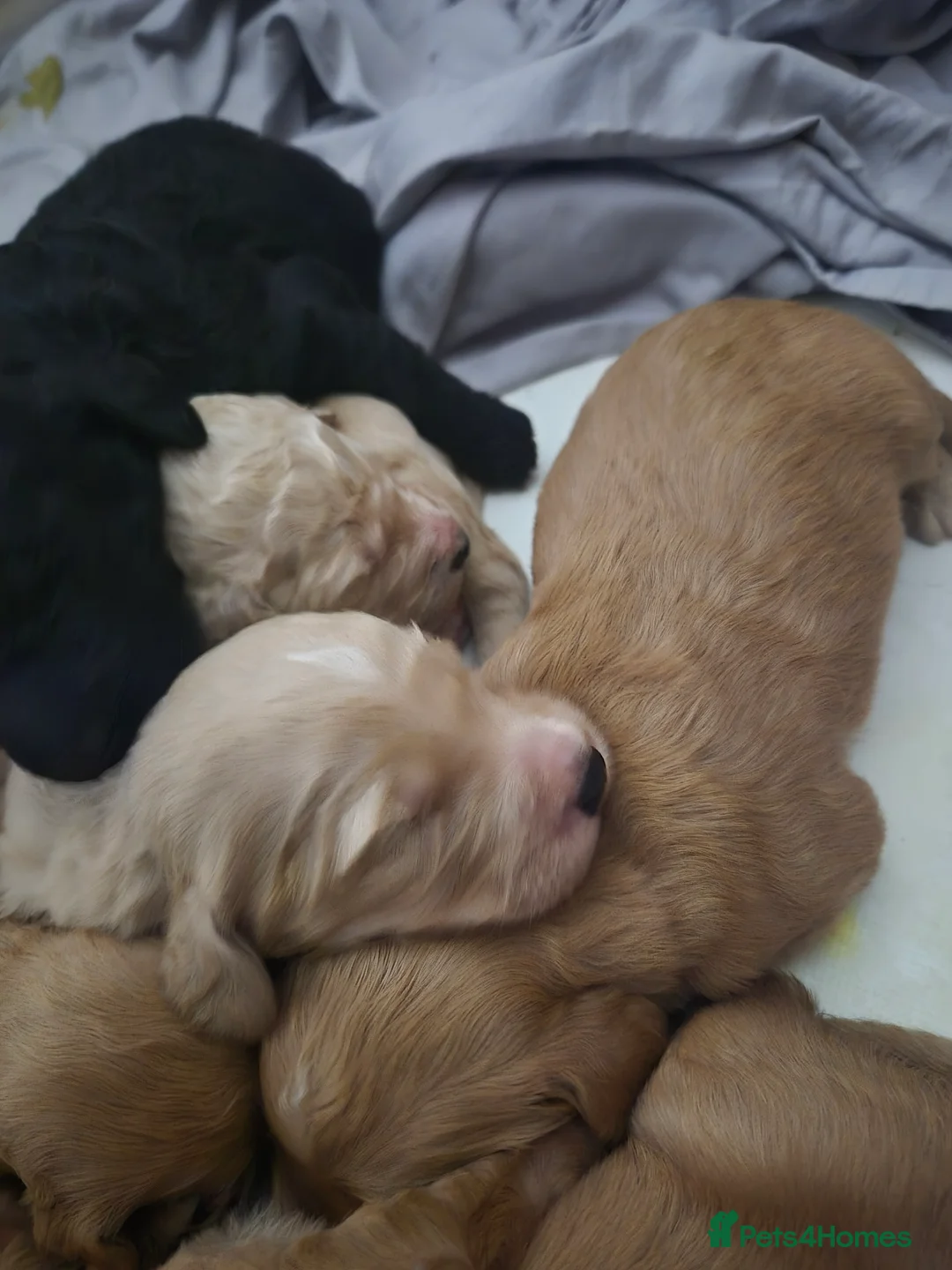 Bordoodle dogs for sale: F1b bordoodle puppies - Advert 1