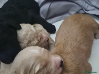 Bordoodle dogs F1b bordoodle puppies - Advert 1