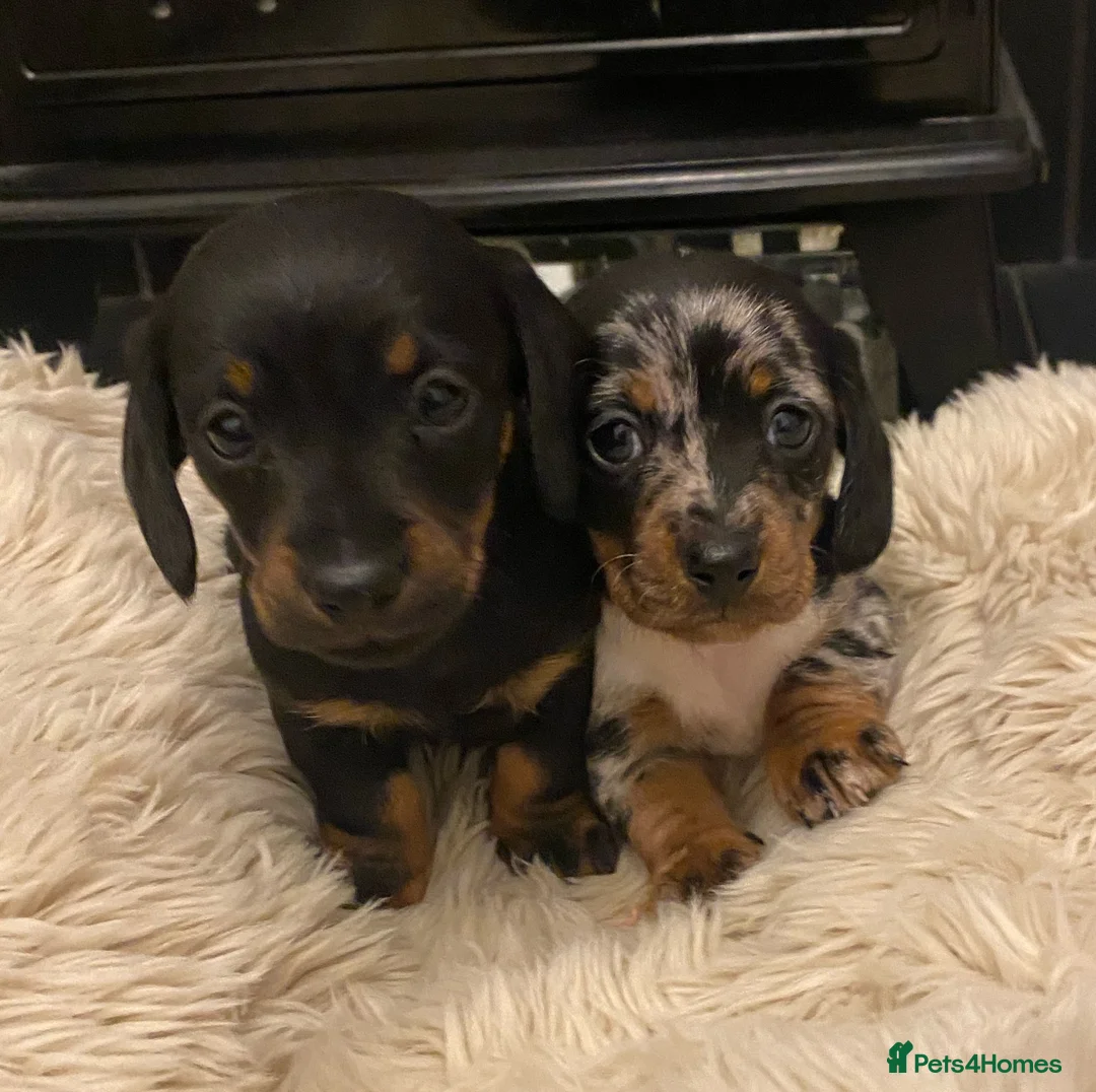 Miniature Dachshund dogs for sale: Champion Bloodline Miniature Dachshund Puppies  - Advert 3