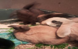 Mixed Breed rabbits for sale: Free to loving forever homes  - Image 22