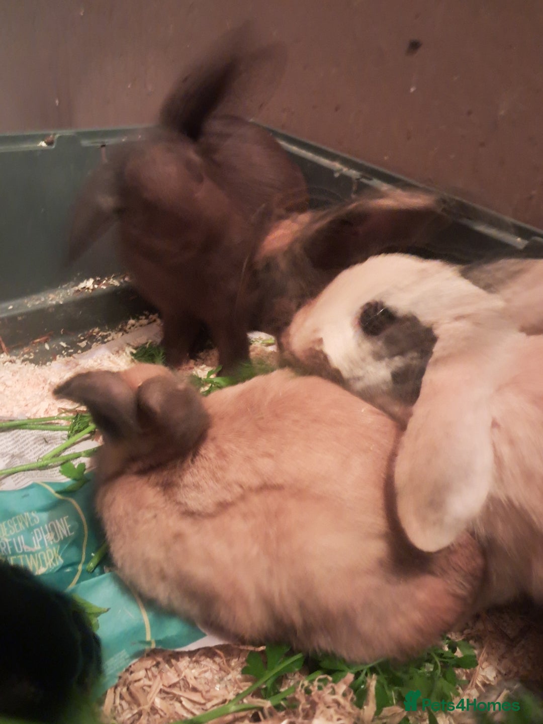 Mixed Breed rabbits for sale: Free to loving forever homes  - Image 22