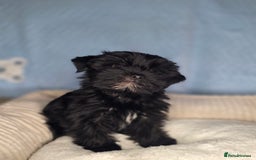 Yorkshire Terrier dogs for sale: Rare Black Yorkie 5-Gen Pedigree–£900–Ready Now 🐾 - Image 6