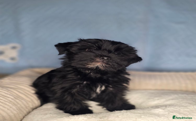 Yorkshire Terrier dogs - Advert 2