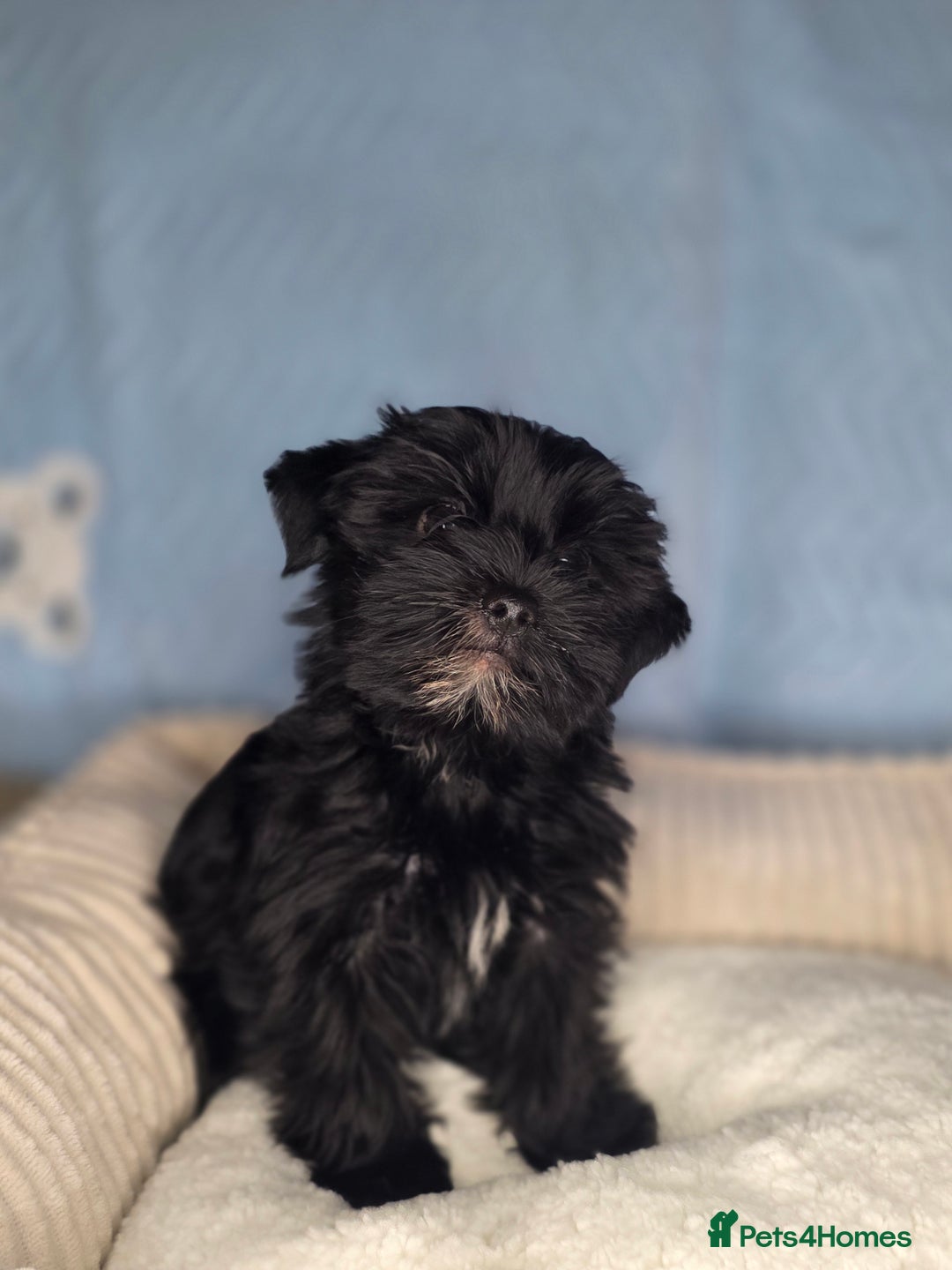 Yorkshire Terrier dogs for sale: Rare Black Yorkie 5-Gen Pedigree–£900–Ready Now 🐾 - Image 6