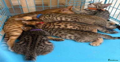Bengal cats - Advert 3