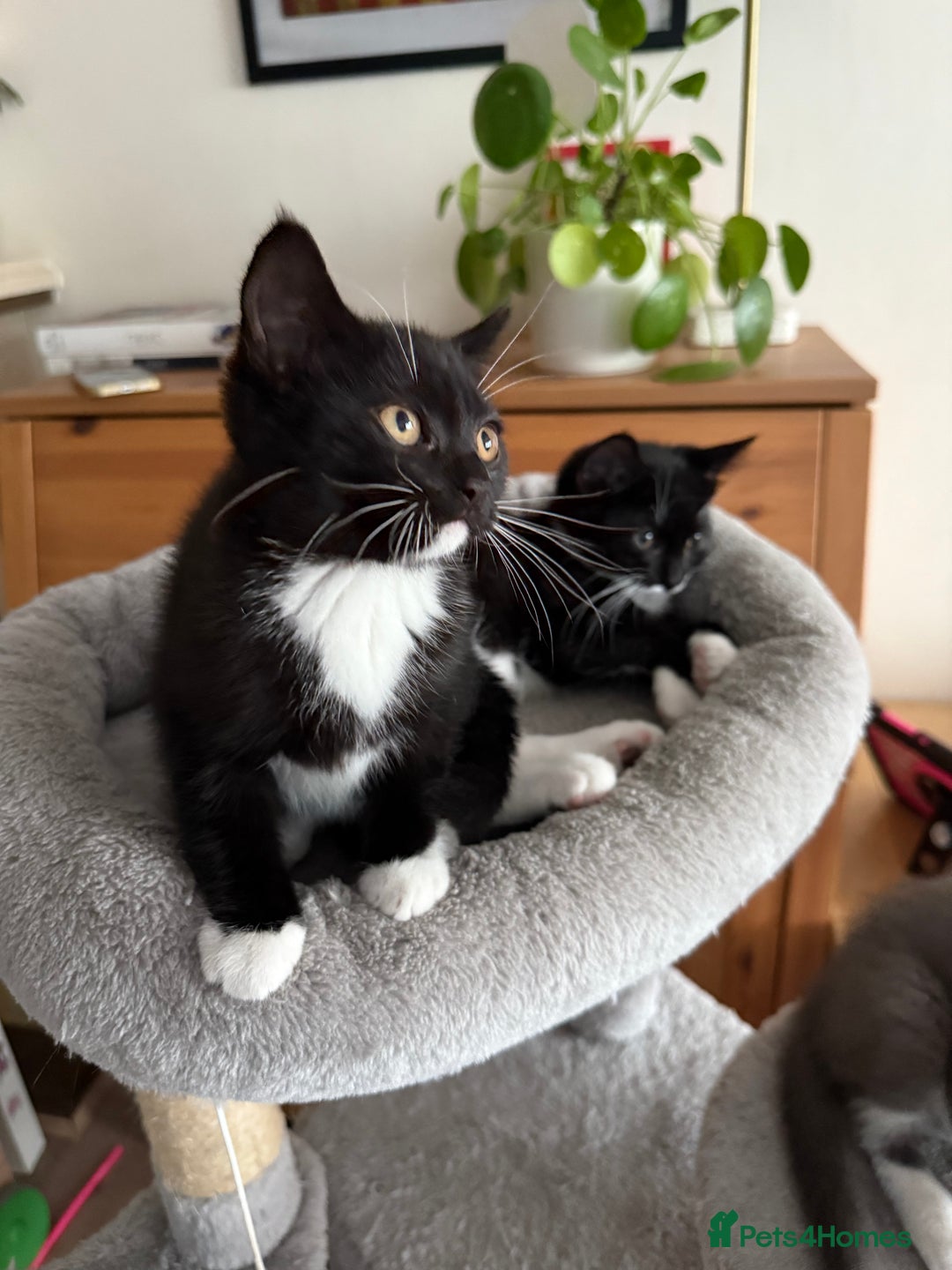 Mixed Breed cats for sale: British shorthair 5 mix kittens  - Image 10