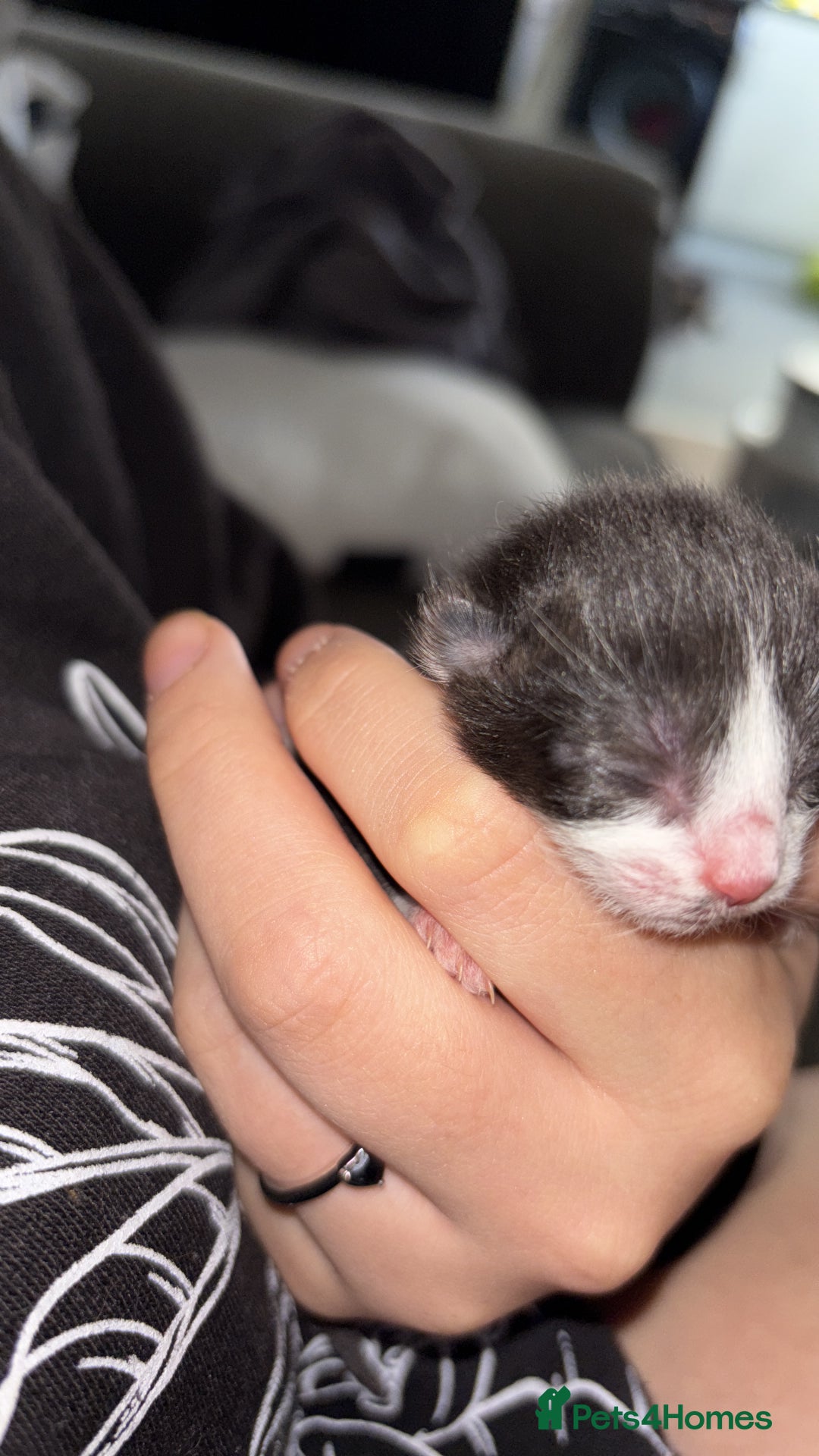British Longhair cats for sale: Fluffy kittens - Image 2
