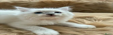 Ragdoll 6