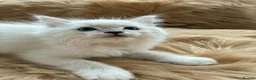 Ragdoll cats for sale: 7 Beautiful blue eyed pedigree Ragdolls - Advert 4