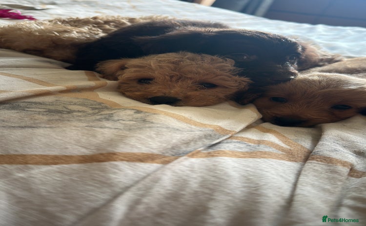 Cockapoo dogs - Advert 7