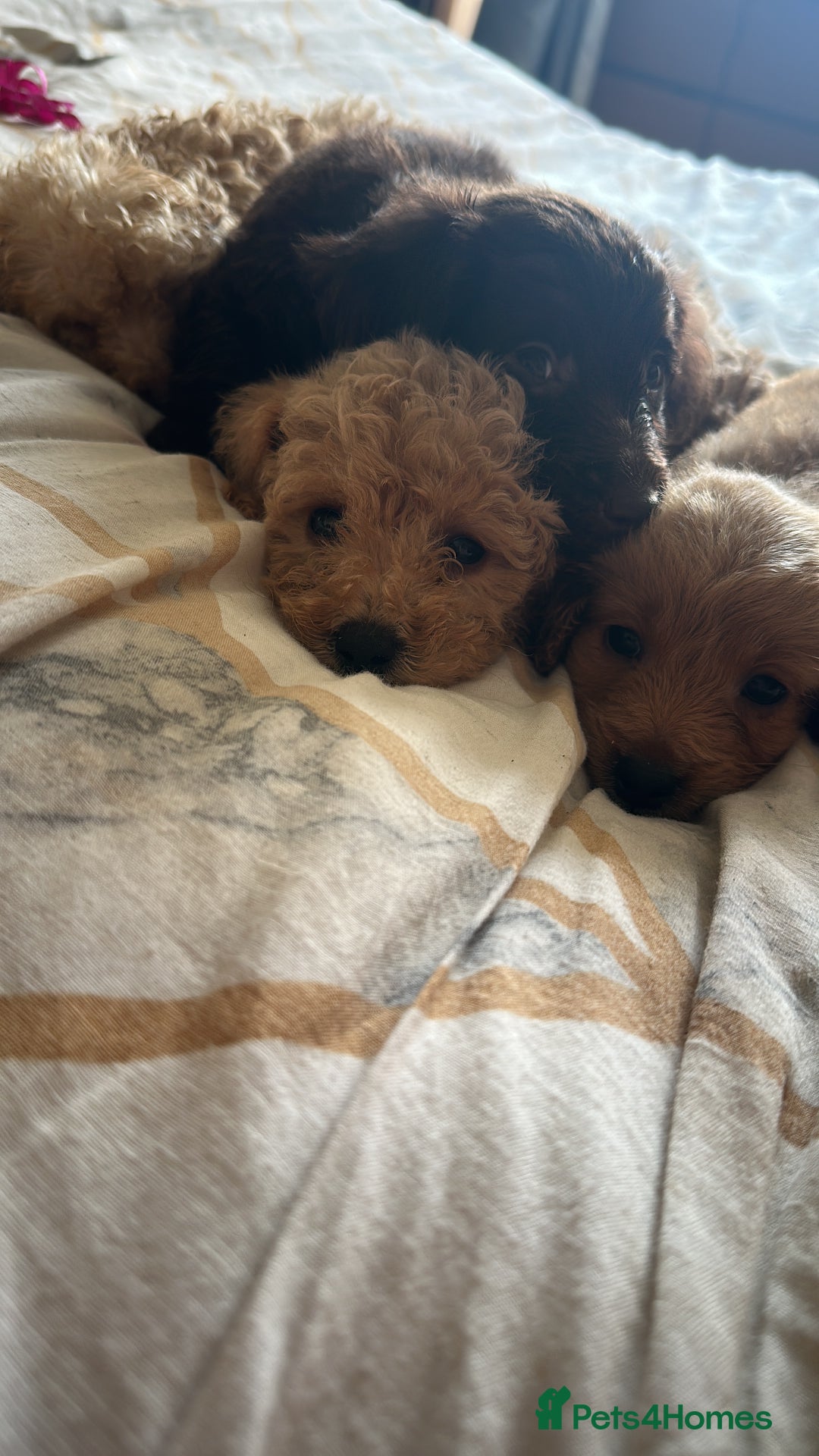 Cockapoo dogs for sale: Reduced F3 Cockapoo READY to leave 21st July  - Image 1
