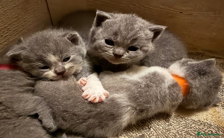 British Shorthair cats - Advert 3
