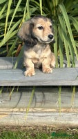 Miniature Dachshund dogs - Advert 2