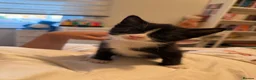 Mixed Breed cats for sale: Beautiful Mother Cat & 4 Lovely Kittens - Advert 16