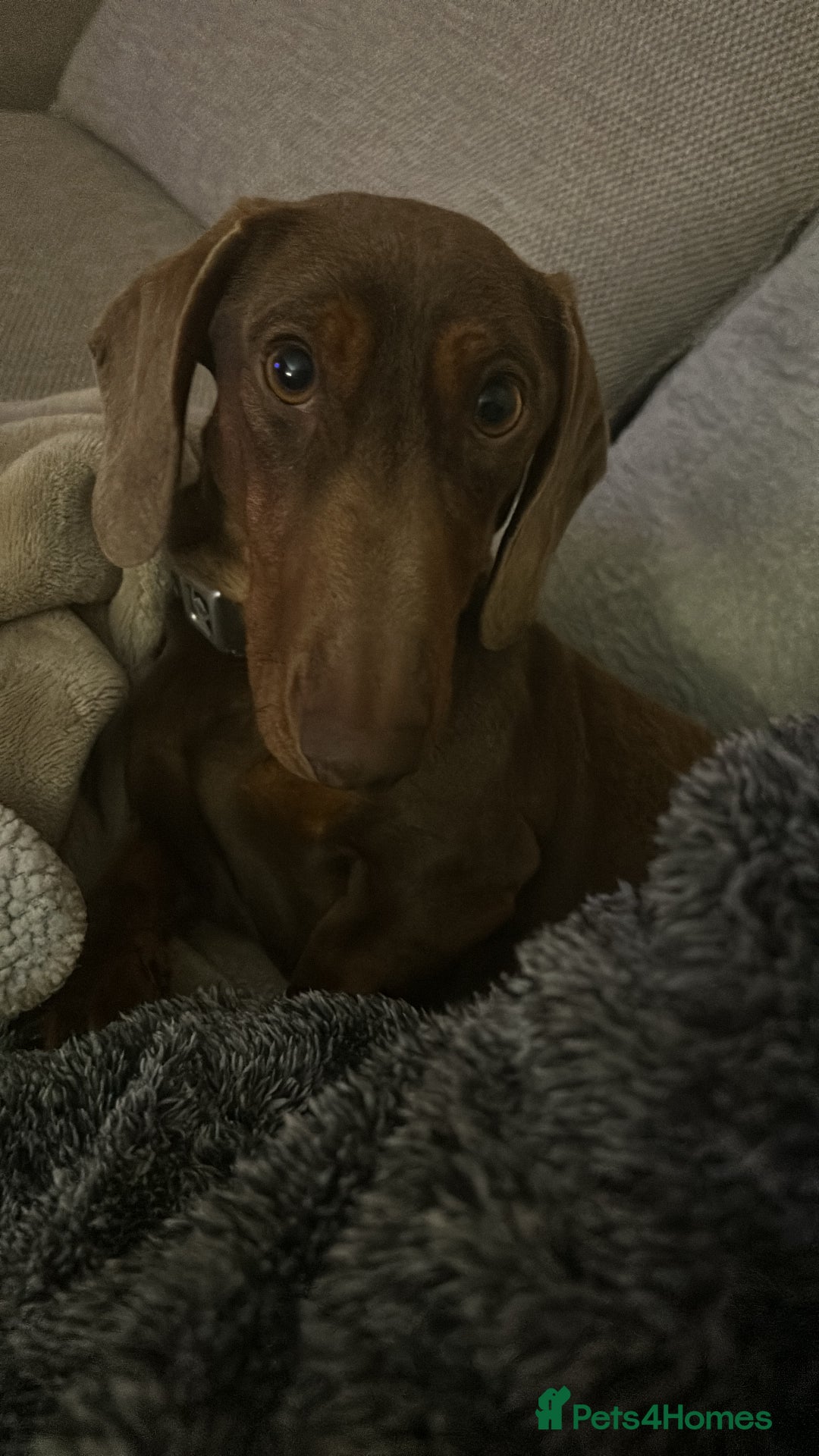 Miniature Dachshund dogs for sale: Brown and Tan miniature Dachshund 💜  - Advert 6