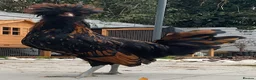 Chickens poultry for sale: Stunning Polish Cockerel for sale!!! - Advert 4