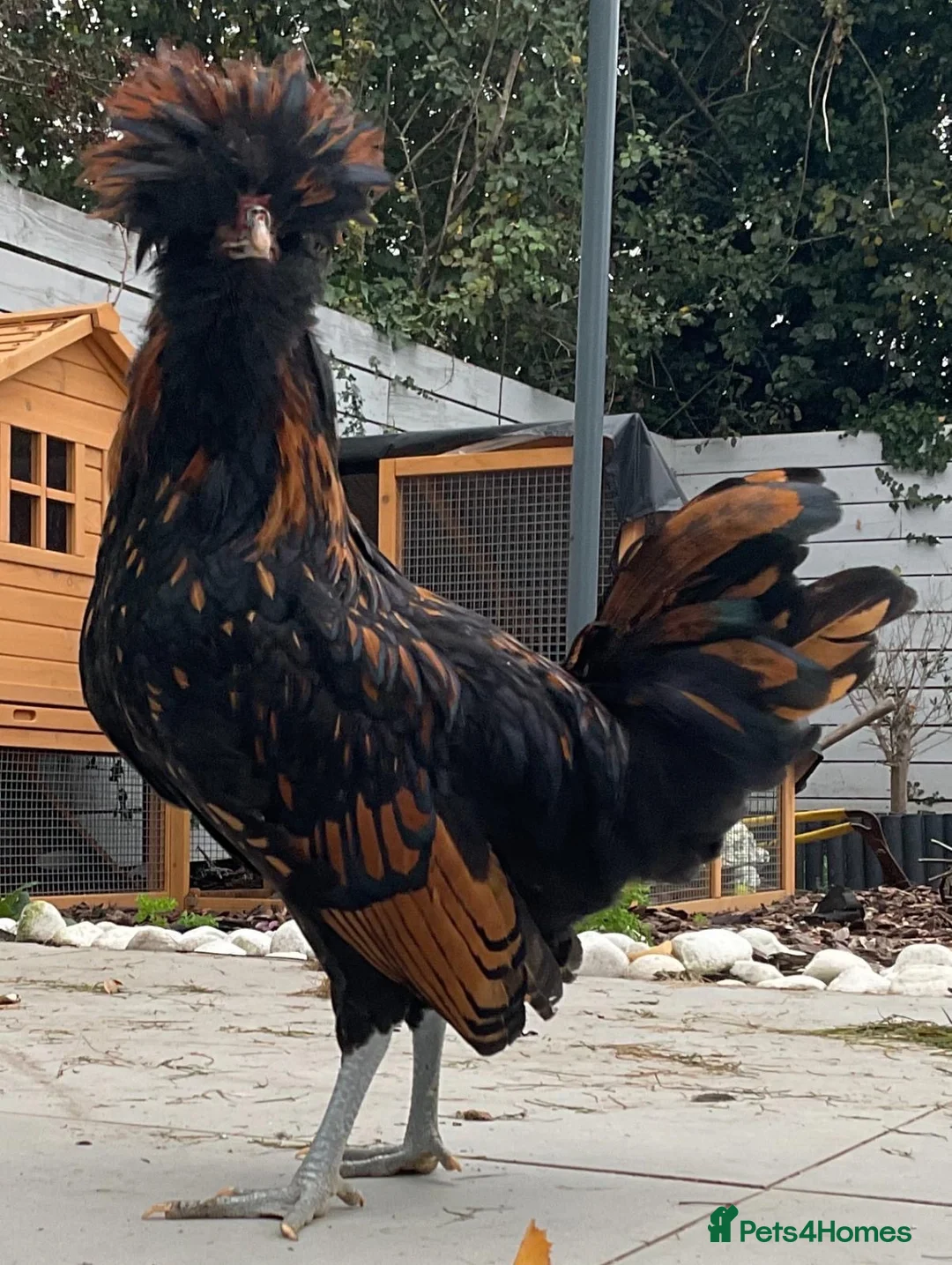 Chickens poultry for sale: Stunning Polish Cockerel for sale!!! - Advert 4