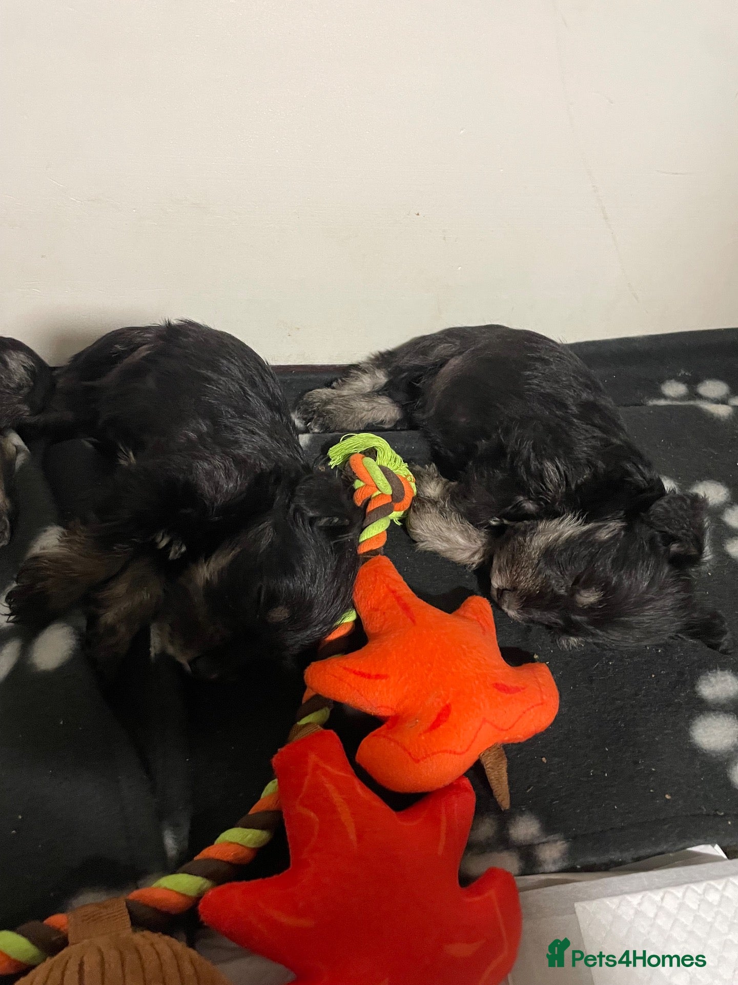 Miniature Schnauzer dogs Miniature schnauzer  - Advert 2