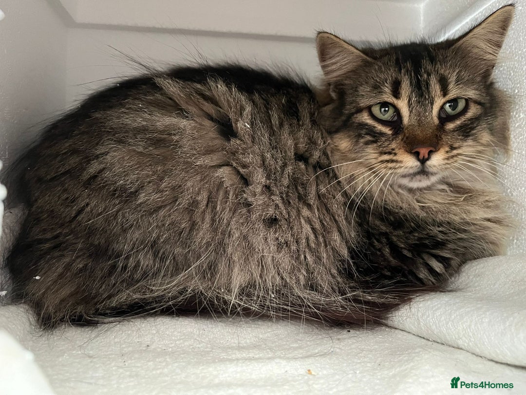 Persian cats for adoption: Carla, Persian cross, aged 7 - Advert 7