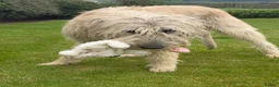 Irish Wolfhound dogs for sale: Irish wolfhound puppies for sale - Advert 6