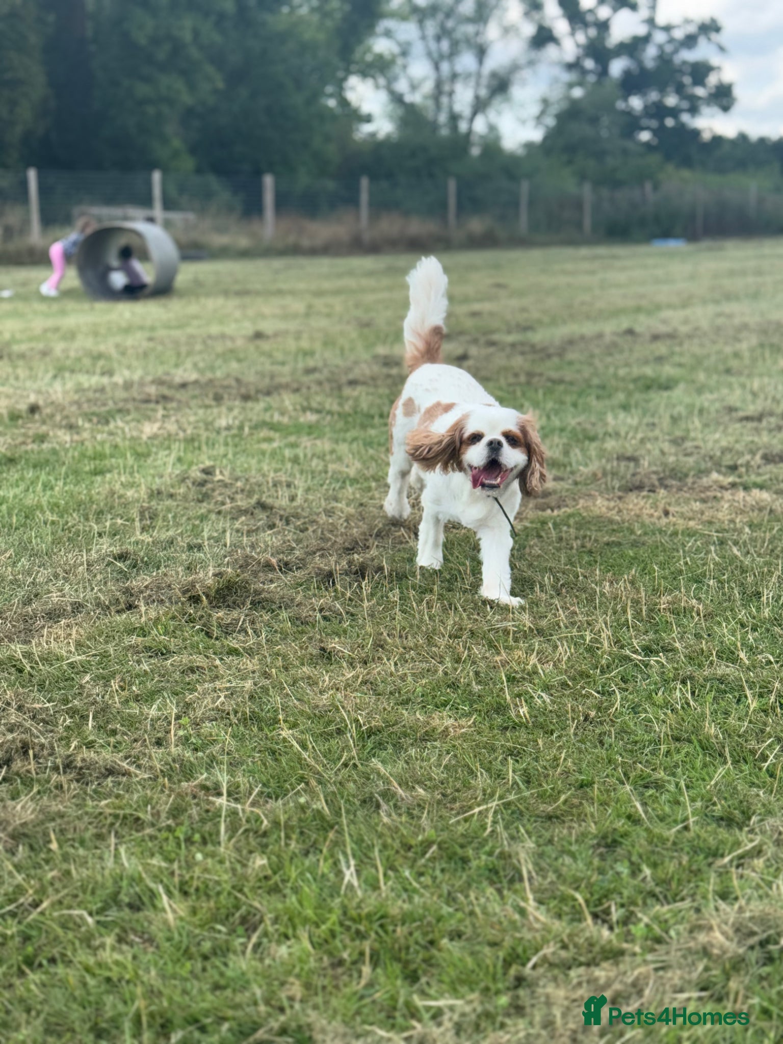 Cavalier King Charles Spaniel dogs Toby kings Charles spaniel  - Advert 1