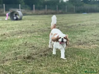 Cavalier King Charles Spaniel dogs Toby kings Charles spaniel - Advert 1