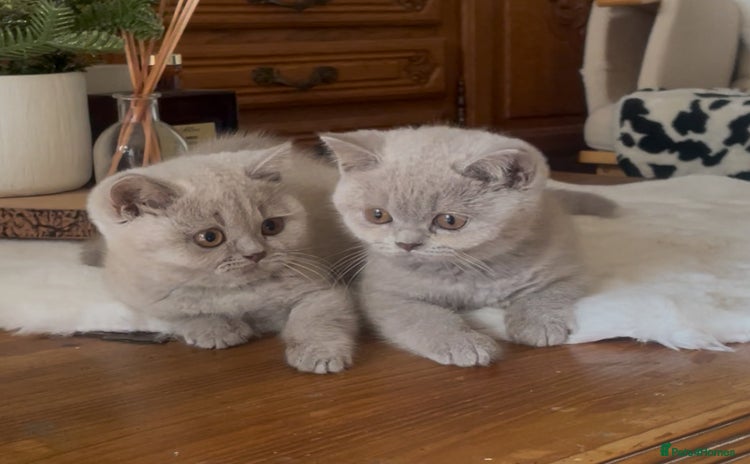 British Shorthair cats - Advert 1