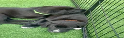 Borador dogs for sale: 6 Labrador /Borador Puppies for Sale Boys & Girls - Advert 3