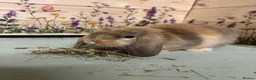 Mini Lop rabbits for sale: Mini Lop Bunnies  - Advert 2