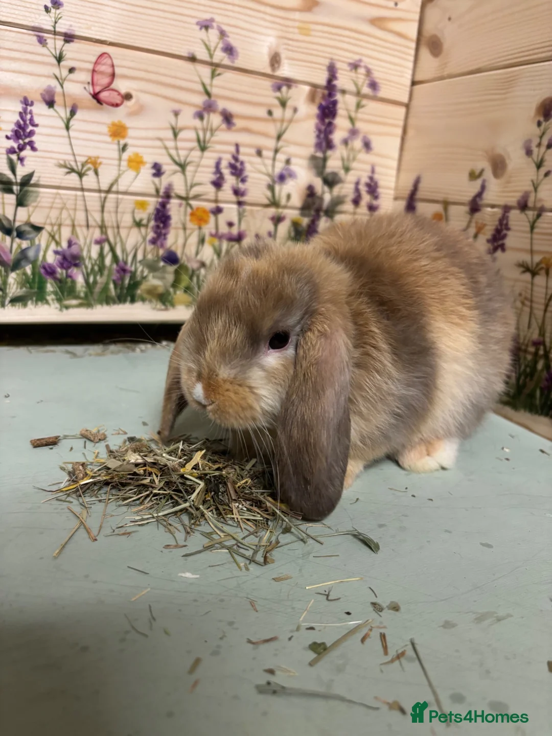 Mini Lop rabbits for sale: Mini Lop Bunnies  - Advert 2