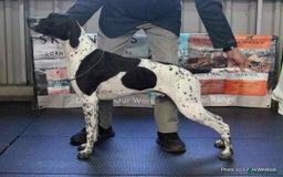 Pointer dogs for sale: Beautiful Pointer Puppies  - Image 9