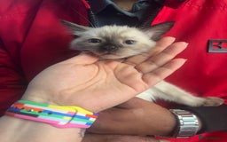 British Shorthair cats for sale: British Short Hair, Rugdoll and mixed breed  - Image 1
